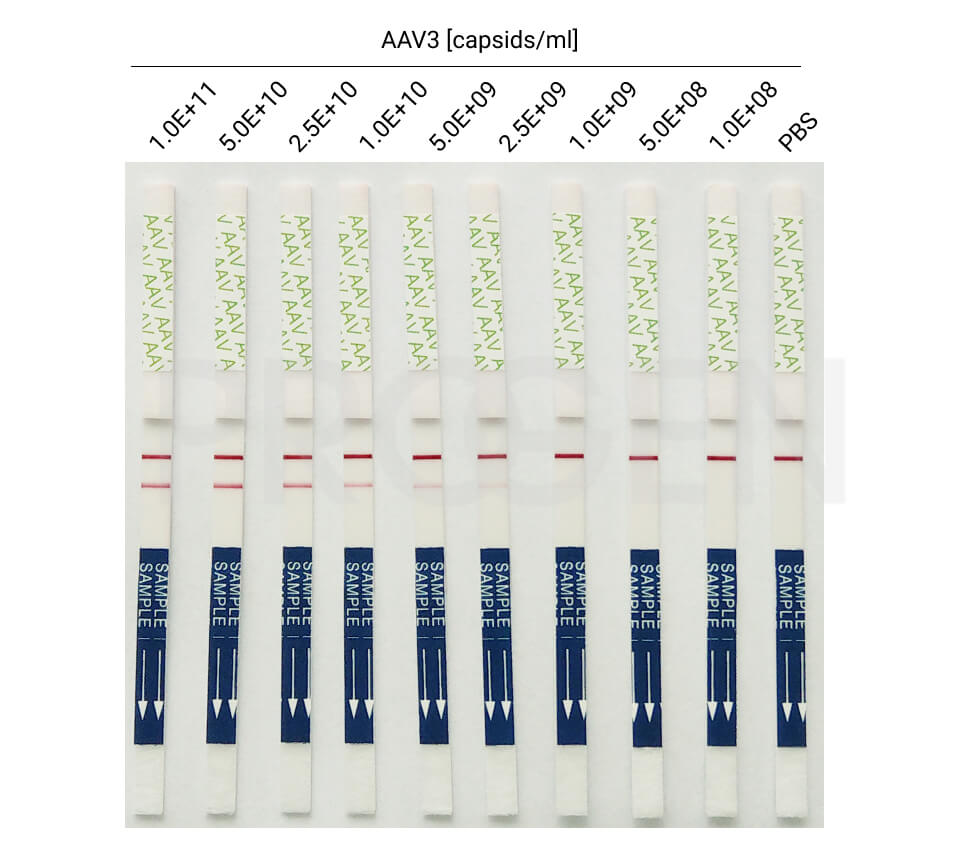 Dip’n’Check AAV2 and AAV3 - lateral flow assay
