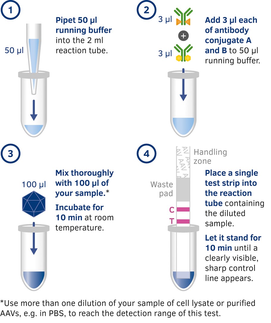 Dip’n’Check AAV8 - lateral flow assay