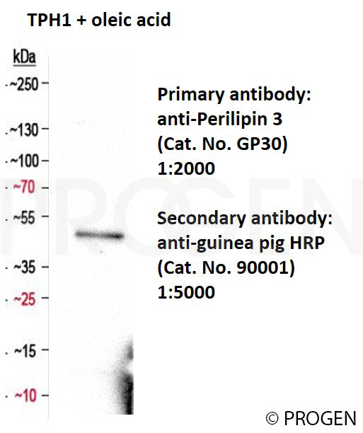 anti-Perilipin 3 (N-terminus) guinea pig polyclonal, serum
